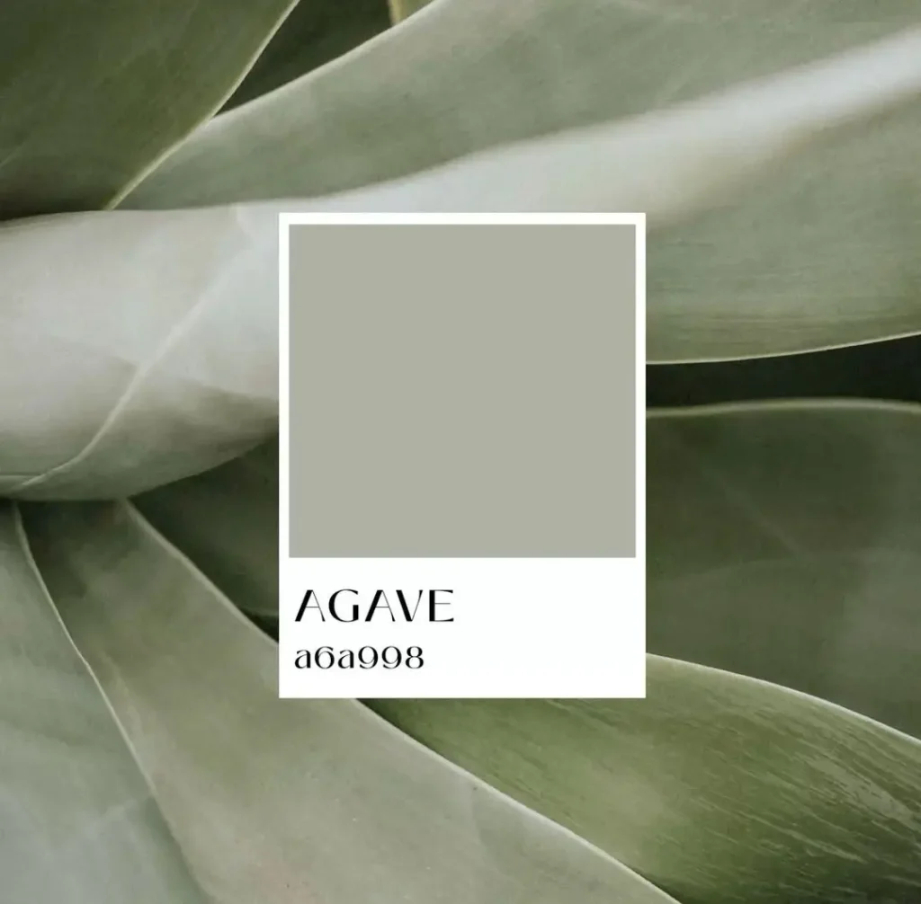 agave blog